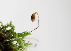 Ptychostomum turbinatum