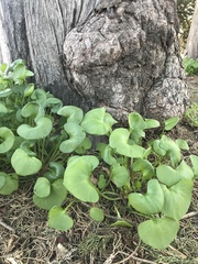 Claytonia perfoliata