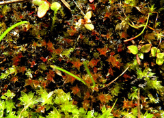 Ptychostomum turbinatum