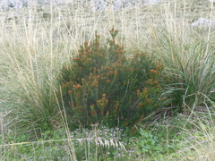 Erica multiflora