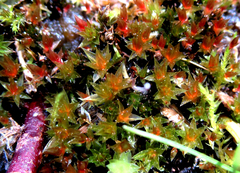 Ptychostomum turbinatum