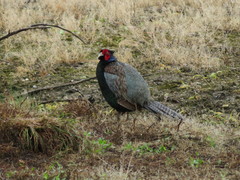 Phasianus versicolor