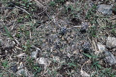 Gymnocalycium capillaense