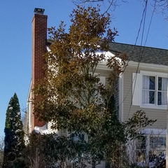 Magnolia grandiflora