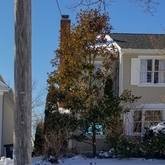 Magnolia grandiflora