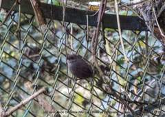 Scytalopus spillmanni