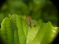 Panorpa cognata