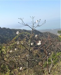 Pseudobombax septenatum