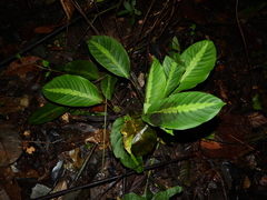 Goeppertia maasiorum
