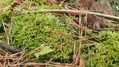 Hypnum jutlandicum