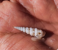 Terebrinae