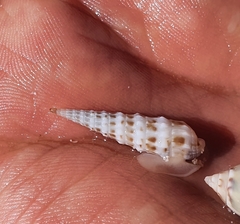 Terebrinae
