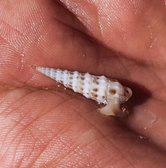 Terebrinae