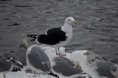 Larus marinus
