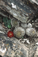 Aylostera pygmaea