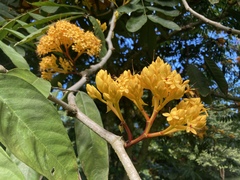 Saraca indica