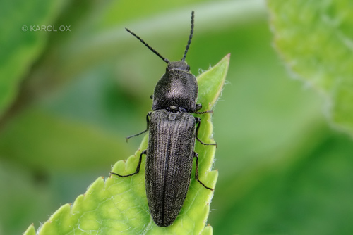 kováčik trávový (Cidnopus pilosus)