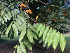 Saraca indica