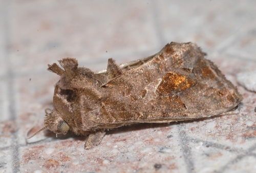 Ctenoplusia accentifera