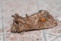 Ctenoplusia accentifera