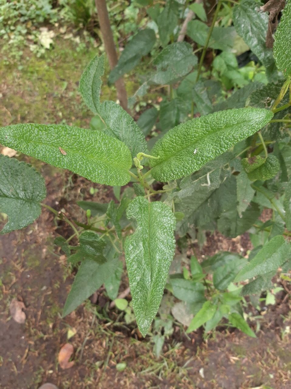 Aristeguietia image
