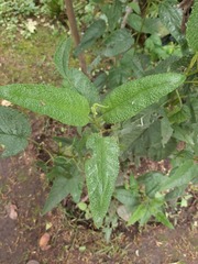 Aristeguietia glutinosa