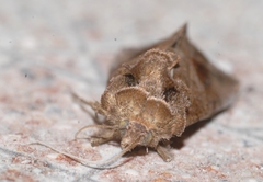 Ctenoplusia accentifera