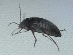 Androchirus