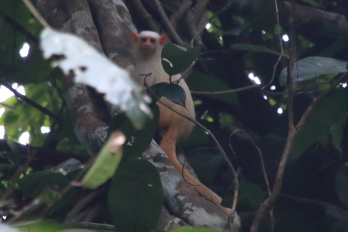 Golden-white Bare-ear Marmoset