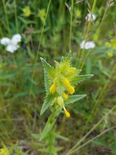 Northern yellow rattle (Rhinanthus groenlandicus)