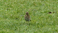 Turdus philomelos