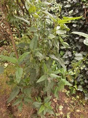 Aristeguietia glutinosa