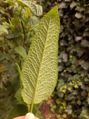 Aristeguietia glutinosa