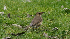 Turdus philomelos