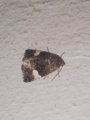Lepidoptera