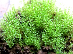 Ptychostomum pallens