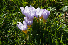Crocus atticus