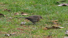 Turdus merula