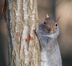 Sciurus carolinensis
