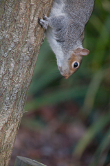 Sciurus carolinensis