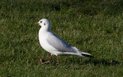 Chroicocephalus ridibundus