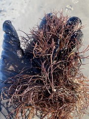 Furcellaria lumbricalis