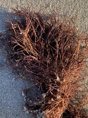 Furcellaria lumbricalis