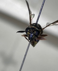 Sphiximorpha willistoni