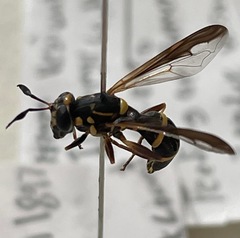 Sphiximorpha willistoni