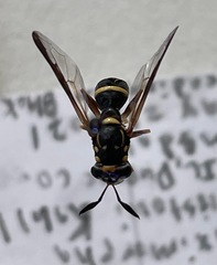 Sphiximorpha willistoni