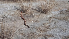 Pituophis vertebralis