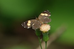 Parvospila emylius