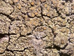 Caloplaca sideritis