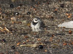 Motacilla alba